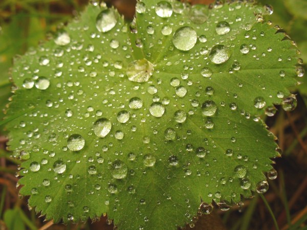rain drops on an alchemilla leaf