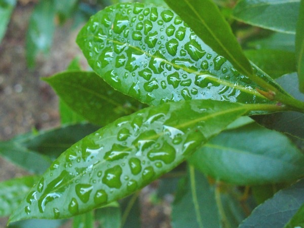 bay leaves after rain