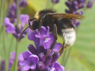 buff tailed bumblebee (Bombus terrestris) feeding on lavender