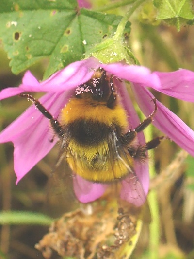 buff-tailed bee foraging on a wild mallow flower
