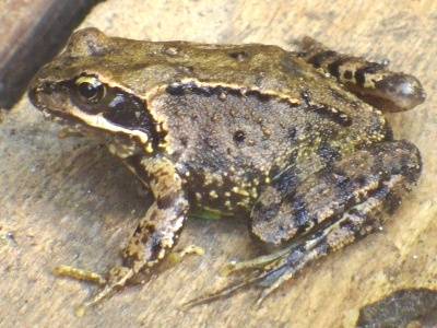 common frog (Rana temporaria)