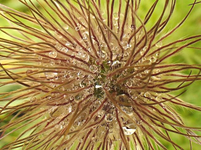 dew drops on a pasque flower seed head