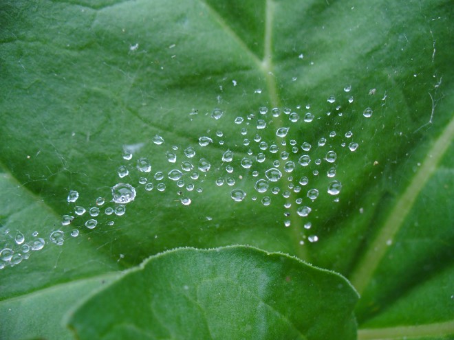 dew drops suspended above a tropaeolum leaf