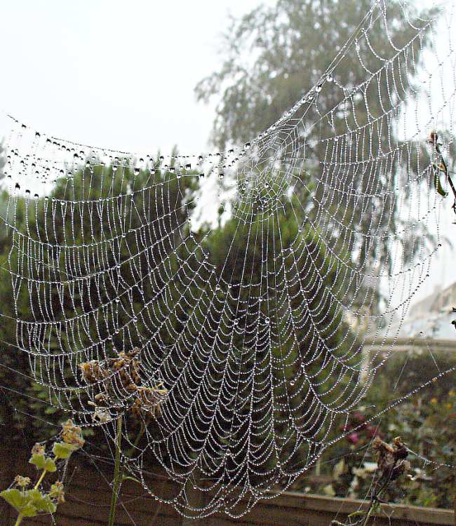 a spider's web beaded with dew