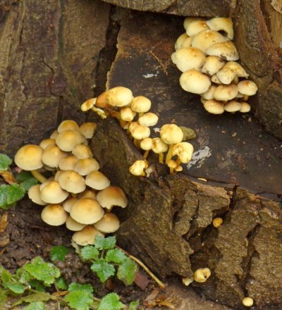 fungus on rotting logs - an ecosystem in miniature