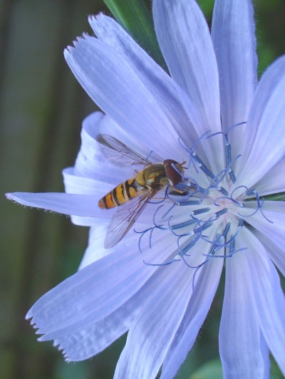 hoverfly (Platycheirus manicatus?) on a chicory flower - Cichorium intybus, a now relatively uncommon field margin native