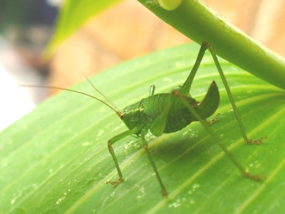 female speckled bush cricket (Leptophyes punctatissima)